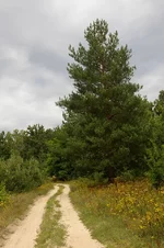 IMGP6443_1.webp