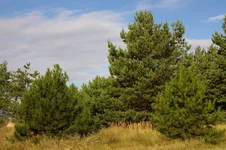 IMGP6349_1.webp
