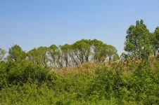 IMGP0118.JPG