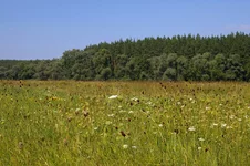 IMGP6554_1.webp