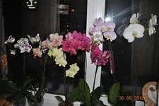 DSC_0634.JPG