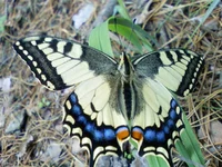 PIC-0133.jpg