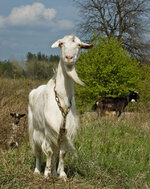 DSC_9064-1.jpg