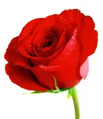 111.webp