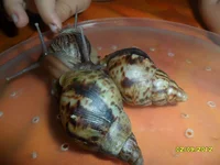 SAM_4167.webp