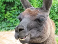 zoo1.webp