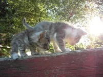 SAM_5312.webp
