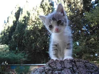 SAM_5315.webp