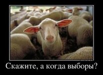 3611126_ckazhite-a-kogda-vyibopyi_thumbnail.jpg