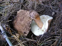SC08530.jpg