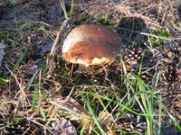img1411wi.jpg