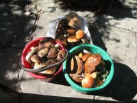 img1428y.jpg