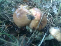 07092012290.jpg