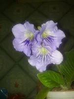 DS-Небесная Лазурь7.webp