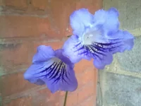 DS-Небесная Лазурь.webp