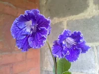 Justa (Петр Клещыньски)6.webp