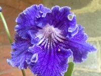 Justa (Петр Клещыньски).webp