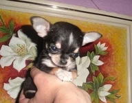 SAM_5816.webp