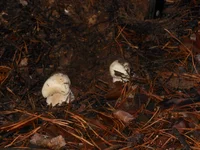 DSCN0900.jpg