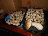 DSCN0918.jpg