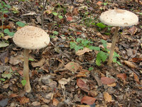DSCN8916sm.jpg