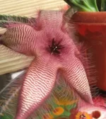 Stapelia hirsuta.webp