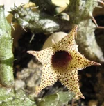Stapelianthus decaryi_Lez2.jpg