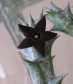 Hesperidum.jpg