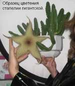 Я_и_стапелия.jpg