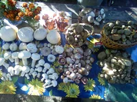 PIC-0009.jpg