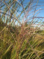 .webp
