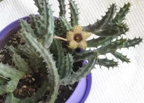 Huernia hнstrix_LEZ.webp