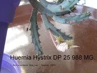 Hyernia Hyst_Lez.webp