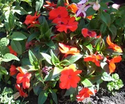 .webp