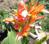 .webp