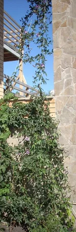  в полный рост.webp