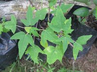 papaya_small_grows_06_1024x768-512x384.jpg