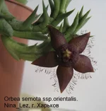 Orbea semota_Lez.webp