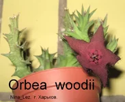 Orb Woodii_Lez.jpg