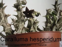 Caralluma hesper_Lez.webp