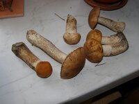 P9151050.jpg