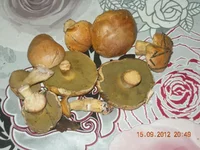 DSCN3078.webp