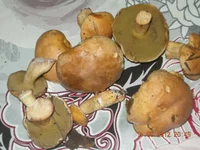 DSCN3079.webp