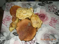 DSCN3075.webp