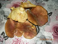 DSCN3076.webp