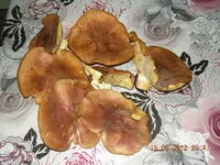 DSCN3077.webp