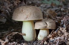 IMG_1645.jpg