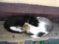 DSC00332.webp