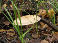 IMG_4498_1.jpg