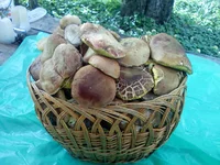 PIC-0019.jpg